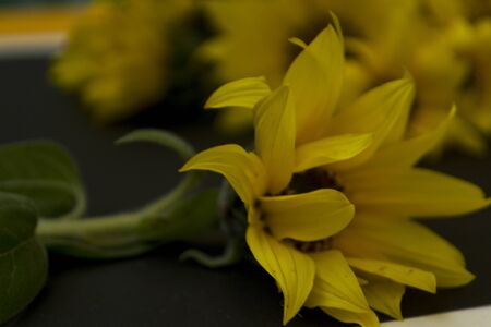Bouquet of yellow blooming sunflowers on a black background, chalk board. There is a place for text. Flat lay on top.の写真素材