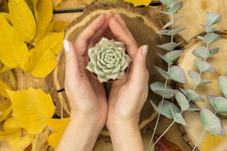 Autumn leaves lie on the cuts of a tree on a craft background. Autumn natural background. Green branches of eucalyptus lie on the cuts of a tree. Female hand holds a succulent in a pot, replanting a flower. Plant protection. The concept of autumn, gardening, plant care. Flat lay on top.の写真素材