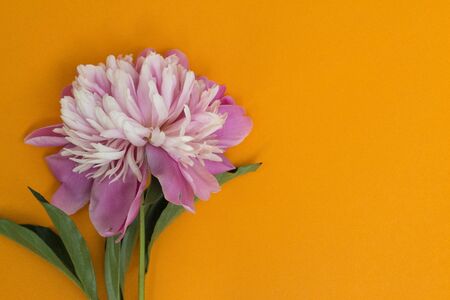 Beautiful pink peony flower and orange background. There is a place for text.の写真素材