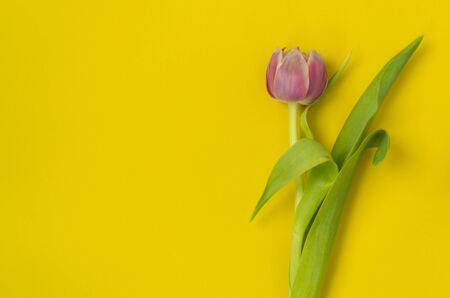 One pink tulip on a yellow background. March 8th, Happy Women's Day. The concept of spring. There is a place for text. Copy spaceの写真素材