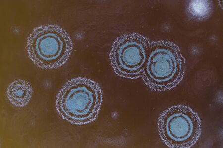 Blue beautiful textural mold on the water. Brown blurred background.の写真素材