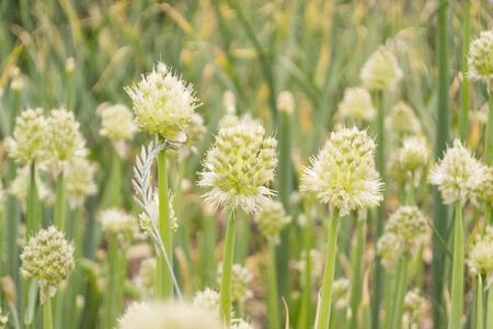 Close-up shot of a blooming onion or onion in a summer garden. Blurred background. The concept of the crop in the garden.の写真素材