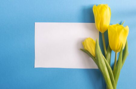 White sheet of paper for inscription, side view of yellow flowers tulips. Blue background. Flat lay style.の写真素材