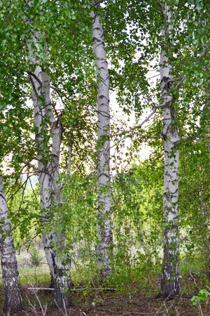 The first spring greens in a birch grove. The concept of spring, natureの写真素材