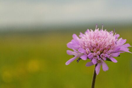 Field with grass, with a pink flower. Summer day. Blurred background. There is a place for text.の写真素材