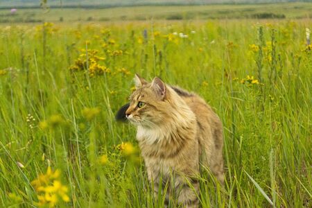 Striped brown cat walks and hunts in the green grass in the field. An animal in nature. There is a place for text.の写真素材
