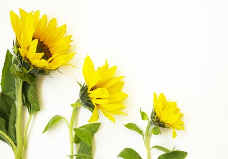 Three yellow sunflowers lie on a white background. There is a place for textの写真素材