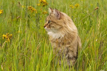 Striped brown cat walks and hunts in the green grass in the field. An animal in nature. There is a place for text.の写真素材