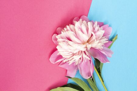 Pink peony flower lies on a pink and blue background. top view of the background. Flat lay. There is a place for tektsa.の写真素材