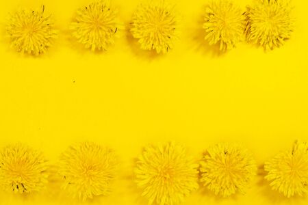 Beautiful vibrant bright yellow background with bright yellow dandelions nature elements. Summer yellow simple background with a frame of flowers for text. Flatlay layout. Copy Spaceの写真素材