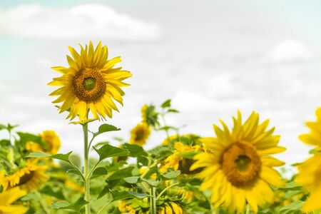 Yellow flowers in the summer on a green meadow. A field of sunflowers is illuminated by salty light. Blurred backgroundの写真素材