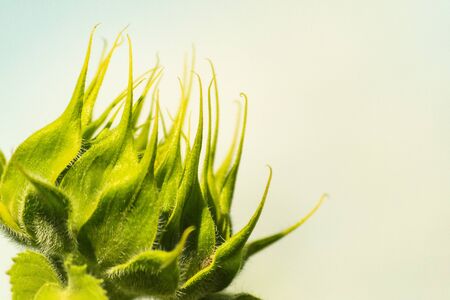 Green bud of a sunflower on a blurry white background. Copy space. Summer harvest conceptの写真素材