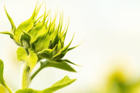 Green bud of a sunflower on a blurry white background. Copy space. Summer harvest conceptの写真素材