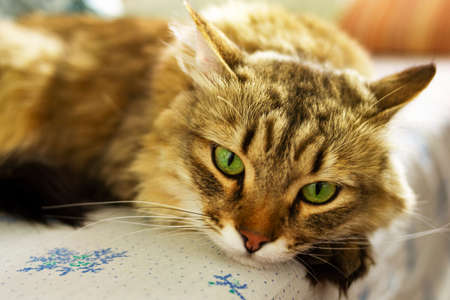 A red fluffy cat with green eyes lies on a white sheet with ornaments in a blue flower. The background is blurred.の写真素材