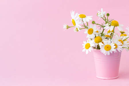 Floral arrangement with white daisies standing in a pink bucket on a light pink background. Copy space.の写真素材