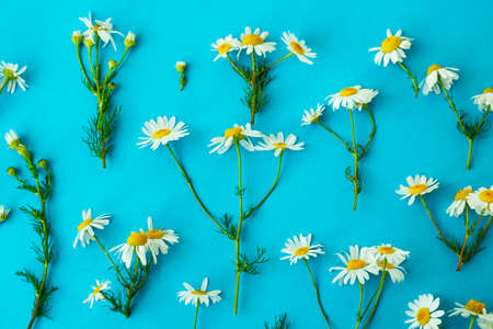 Flat lay spring and summer white chamomile flowers with green stems on blue background from top view. Floral patternの写真素材