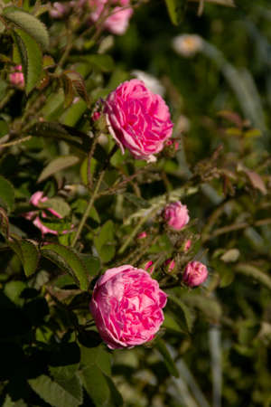 Pink roses bloom on the bush. Blooming rose bush on a summer day.の写真素材