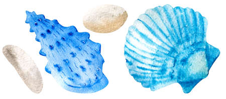 Two hand drawn watercolor seashells isolated on white background. Marine clipart.の写真素材