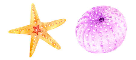 Watercolor orange starfish seashells hand drawn isolated on white background. Marine clipart.の写真素材