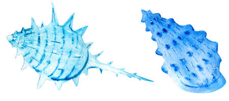 Two hand drawn watercolor seashells isolated on white background. Marine clipart.の写真素材
