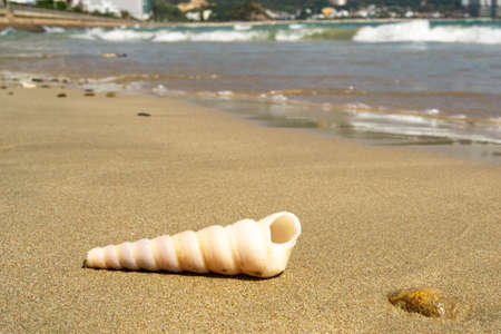 Sunglasses lying on a tropical sandy beach with seashells and stones. Sunglasses on the beach. Nice sea view. Vacation, travel concept.の写真素材