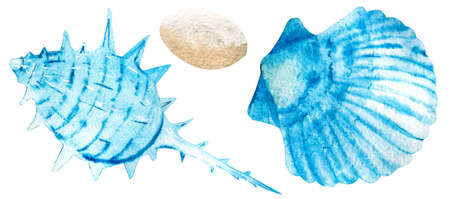 Two hand drawn watercolor seashells isolated on white background. Marine clipart.の写真素材