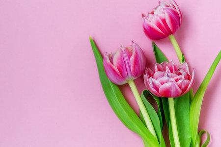 Pink tulips on a pink background. Flat lay, top view. Valentine background. Spring mood. Horizontal, copy spaceの写真素材