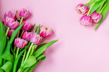 Pink tulips on a pink background. Flat lay, top view. Valentine background. Spring mood. Horizontal, copy spaceの写真素材
