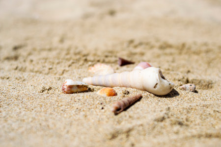 Seashells on the sand close-up. Tropical beach. Summer background. Copy space.の写真素材