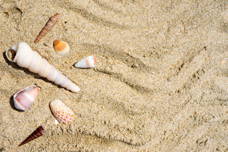 Seashells on the sand close-up. Tropical beach. Summer background. Copy space.の写真素材