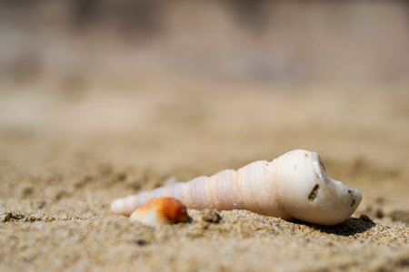 Seashells on the sand close-up. Tropical beach. Summer background. Copy space.の写真素材