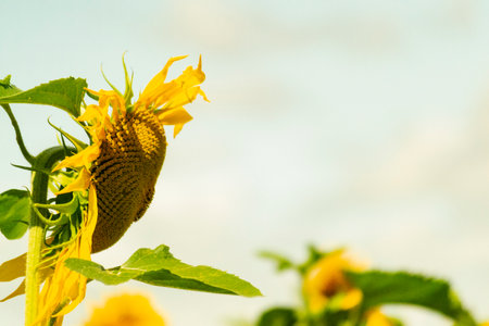 Field of sunflowers. Close up of sunflower against a field.の写真素材