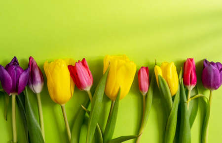 Multicolored tulips on a light green background. Copy space. Spring and holiday conceptの写真素材