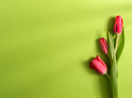 Three pink tulips on a light green background. Copy space. Spring and holiday concept.