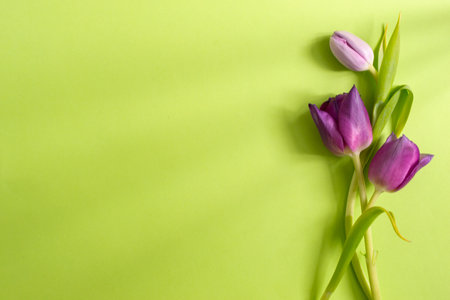 Three gray tulip on a light green background. Copy space. Spring flowers and holiday concept.の写真素材