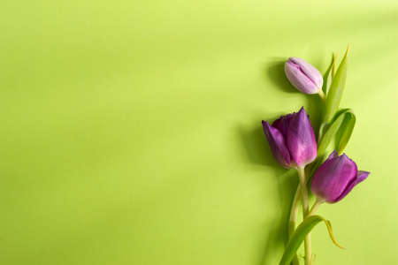 Three gray tulip on a light green background. Copy space. Spring flowers and holiday conceptの写真素材