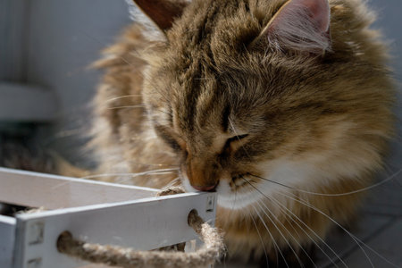A large ginger cat is sniffing a white wooden box. The cat plays in the sun.の写真素材