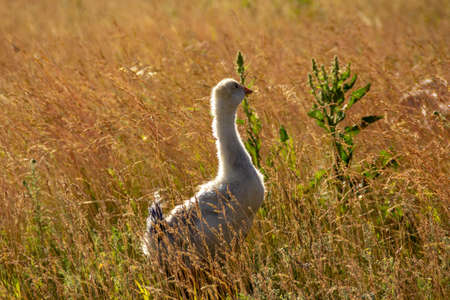 Little goslings walk on the grass and graze in the field.