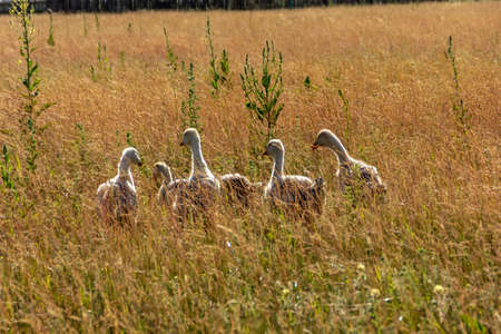 Little goslings walk on the grass and graze in the field.の写真素材