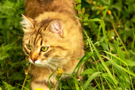 Fluffy ginger cat in the garden in the greenery, walks and eats grass.の写真素材