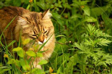 Fluffy ginger cat in the garden in the greenery, walks and eats grass.の写真素材