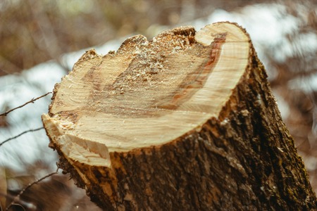 Fresh cropped tree in the forest in autumn, a tree stump.