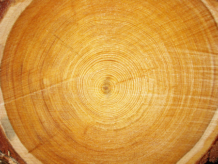 Photo of big logs plan during timber harvesting.の写真素材