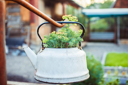 hanging an iron kettle with flowers white