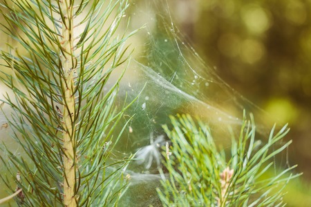 the sun's rays penetrate through trees branches making light to golden and cobwebs puts a sparkleの写真素材