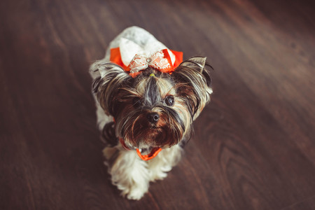small dog with a bowの写真素材
