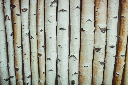 Not sawn birch logs. For the kindling fire. Close-up.の写真素材