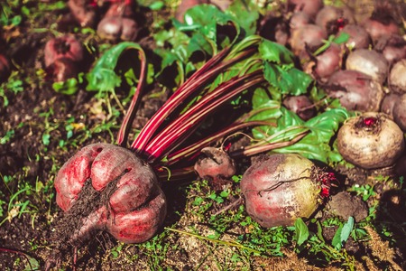 Fresh beet crop lies on the groundの写真素材