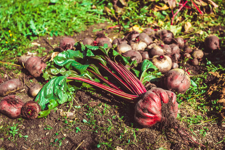 Fresh beet crop lies on the groundの写真素材
