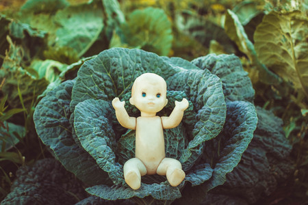 In the cabbage is a doll a childの写真素材